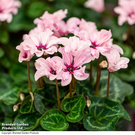 Cyclamen persicum 'Illusia'