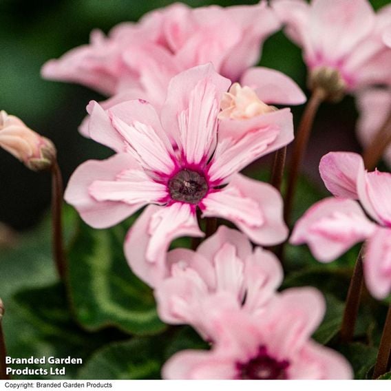 Cyclamen persicum 'Illusia'