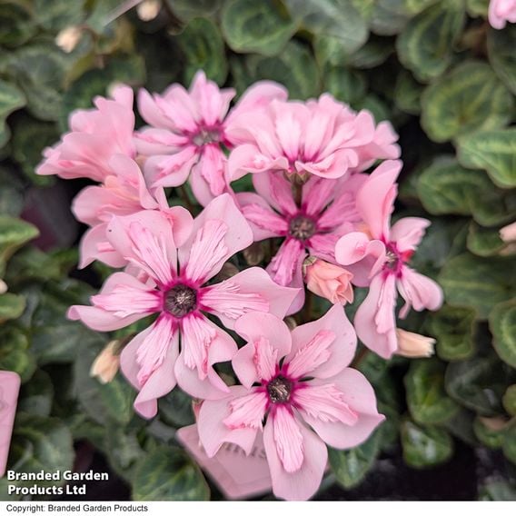 Cyclamen persicum 'Illusia'