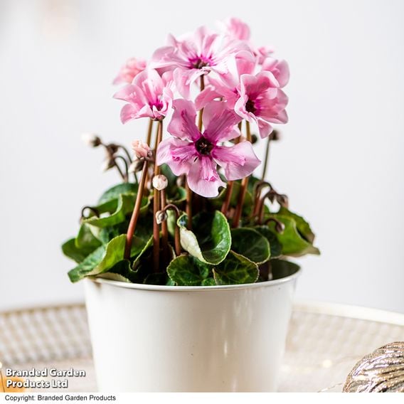 Cyclamen persicum 'Illusia'