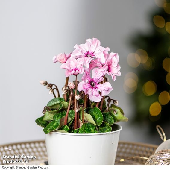 Cyclamen persicum 'Illusia'