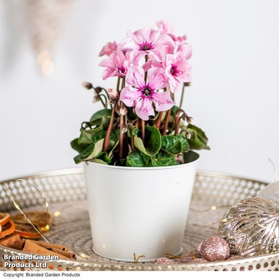 Cyclamen persicum 'Illusia'