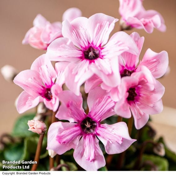 Cyclamen persicum 'Illusia'