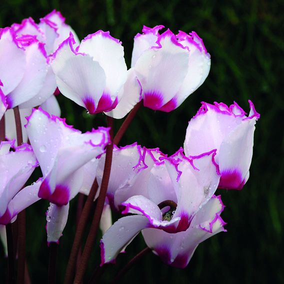 Cyclamen 'Absolu de Morel'