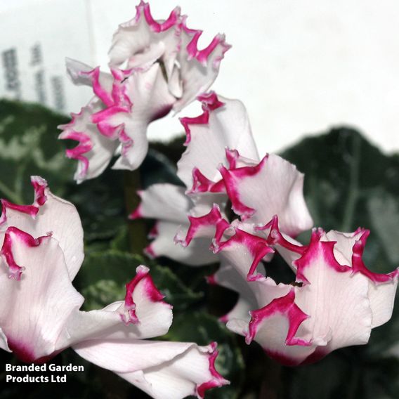 Cyclamen 'Absolu de Morel'