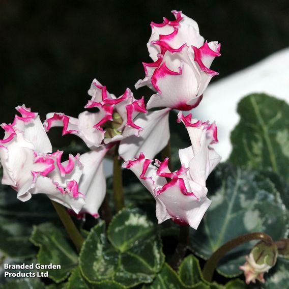 Cyclamen 'Absolu de Morel'