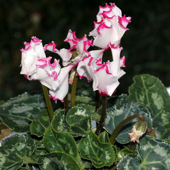 Cyclamen 'Absolu de Morel'