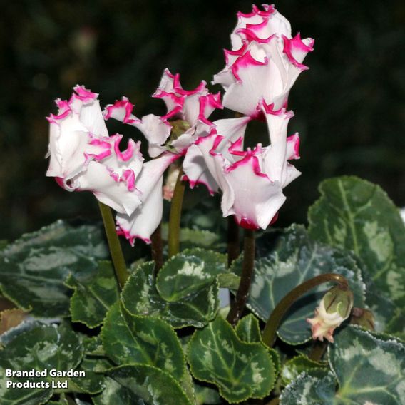 Cyclamen 'Absolu de Morel'