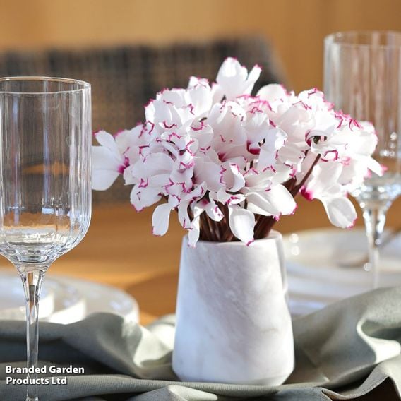 Cyclamen 'Absolu de Morel'
