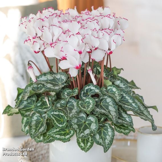 Cyclamen 'Absolu de Morel'