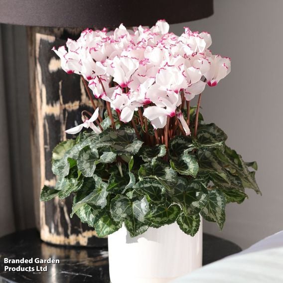 Cyclamen 'Absolu de Morel'