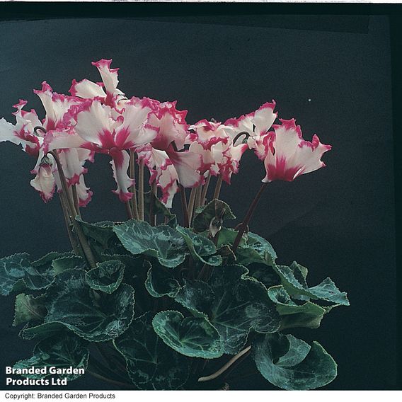 Cyclamen 'Absolu de Morel'