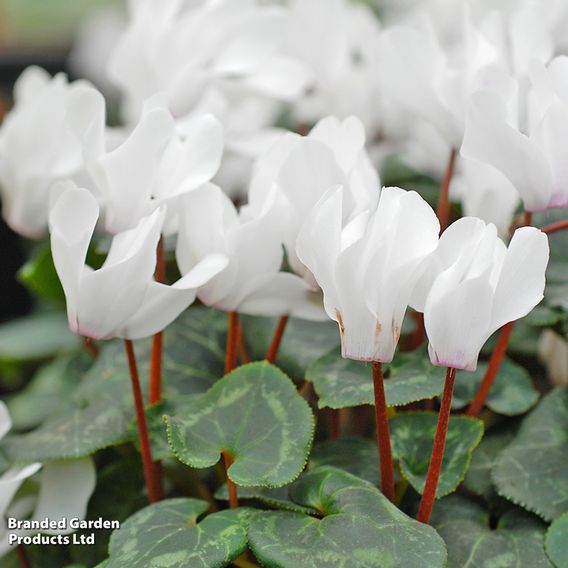 Cyclamen persicum 'White'