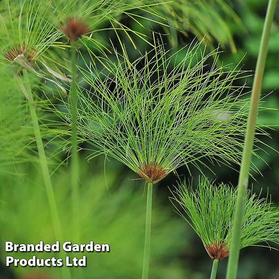 Cyperus papyrus percamenthus (Marginal Aquatic)