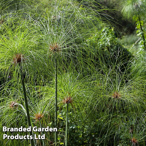 Cyperus papyrus percamenthus (Marginal Aquatic)