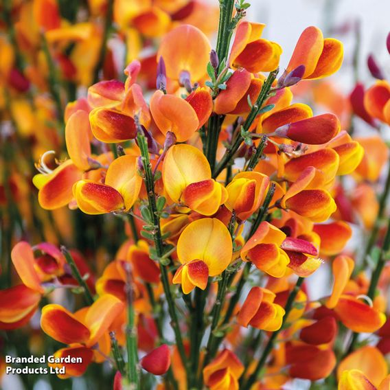 Cytisus 'Lena'