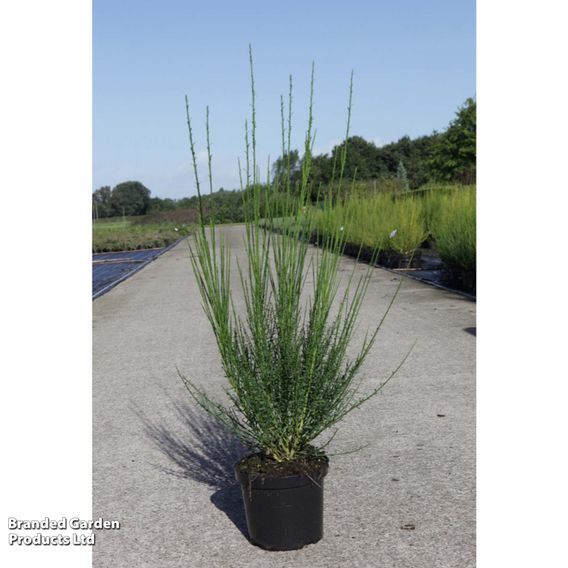 Cytisus 'Lena'