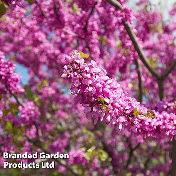 Cercis Siliquastrum