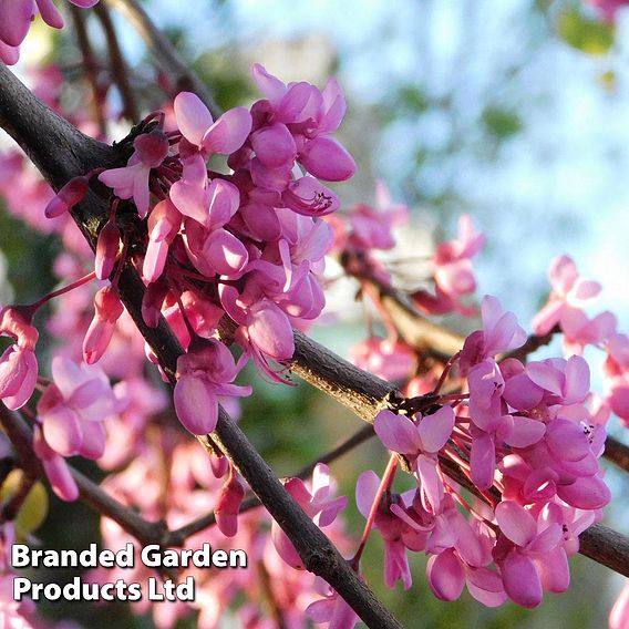 Cercis Siliquastrum