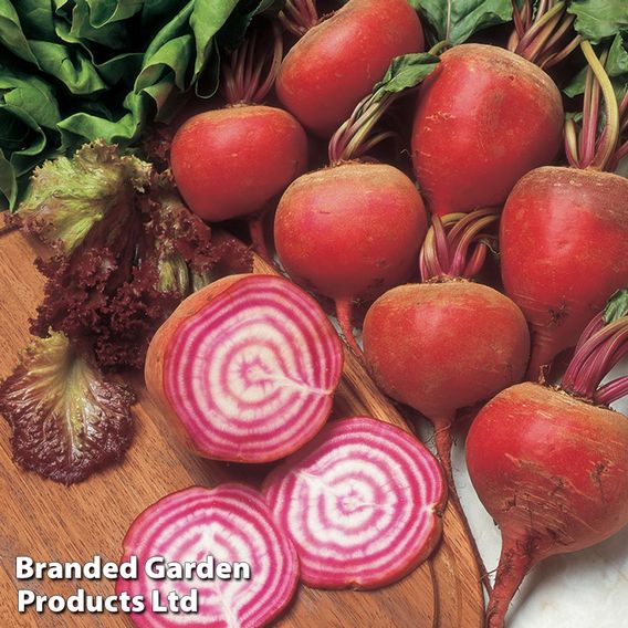 Beetroot 'Chioggia' - Seeds