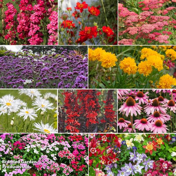 Sunset Perennial Collection