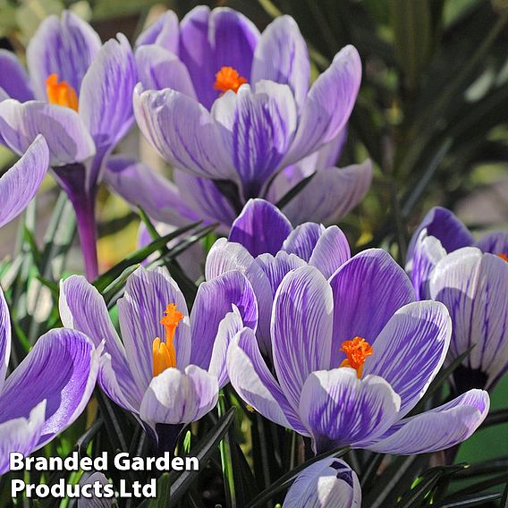 Crocus 'Bicolour Collection'