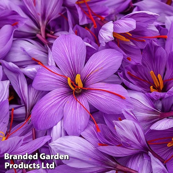 Crocus sativus (Saffron)