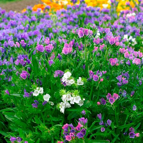 Echium Plantagineum Dwarf Bedding Mix - Seeds