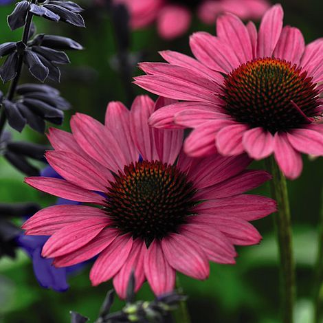 Echinacea purpurea 'Magnus' - Seeds