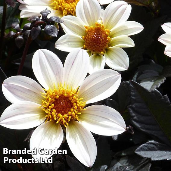 Dahlia 'Happy Days Cream'