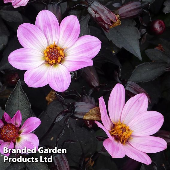 Dahlia 'Happy Days Pink'