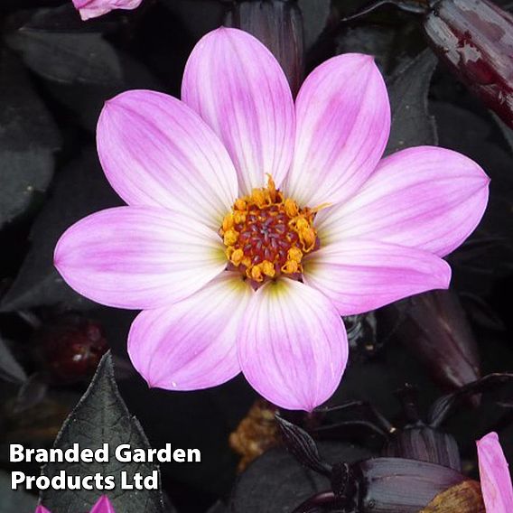 Dahlia 'Happy Days Pink'