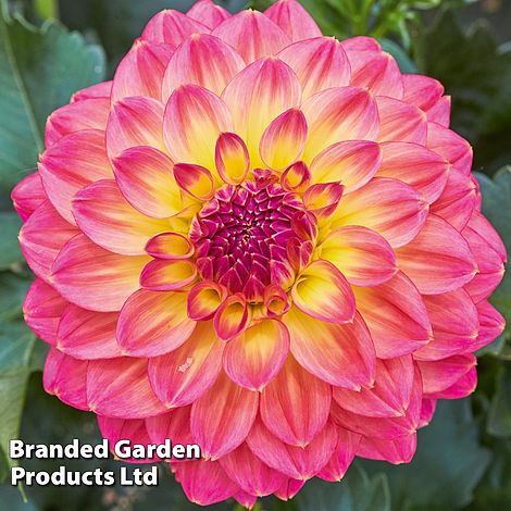 Dahlia 'Lubega Power Tropical Punch'