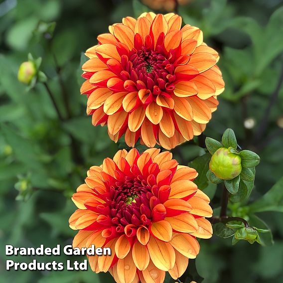 Dahlia 'American Sunset'