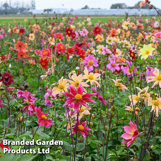 Dahlia 'Bee Friendly'