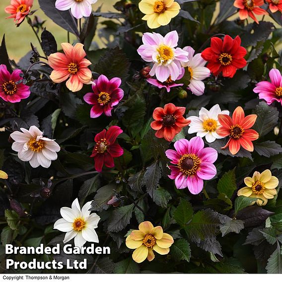 Dahlia 'Bee Party' - Seeds