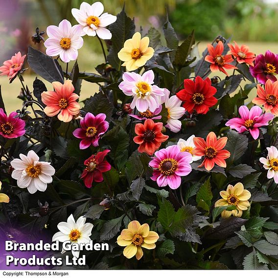 Dahlia 'Bee Party' - Seeds