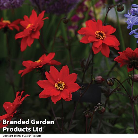 Dahlia 'Bishop of Llandaff'