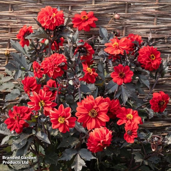 Dahlia 'Black Forest Ruby' - Seeds