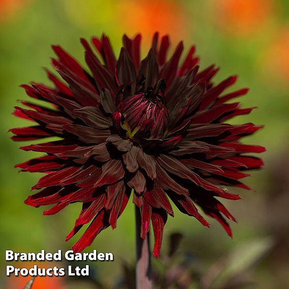 Dahlia 'Black Jack'