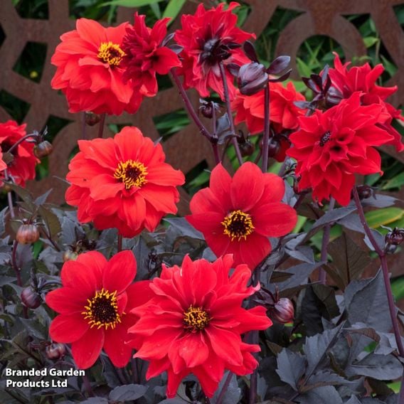 Dahlia 'Black Forest Ruby' - Seeds