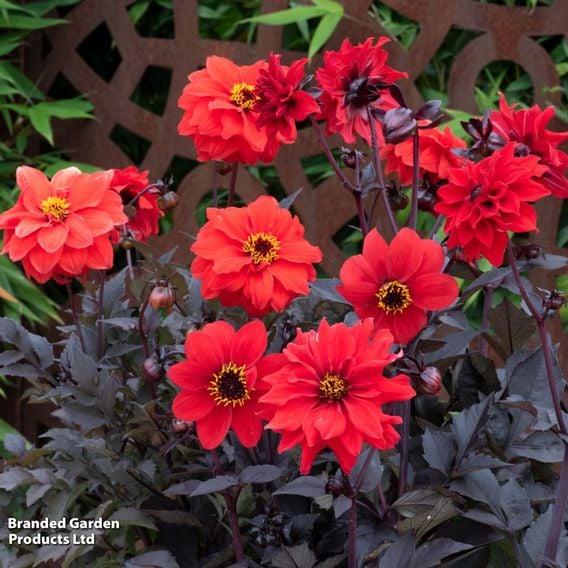 Dahlia 'Black Forest Ruby' - Seeds