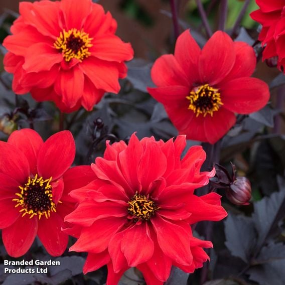 Dahlia 'Black Forest Ruby' - Seeds