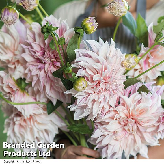 Dahlia 'Cafe Au Lait'