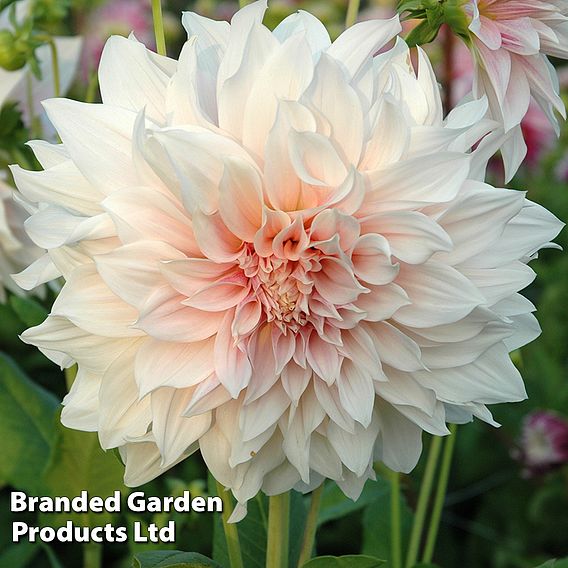 Dahlia 'Cafe Au Lait'