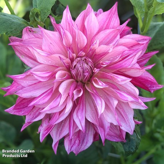 Dahlia 'Café au Lait Royal'