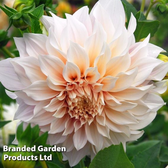 Dahlia Showstopper Trio