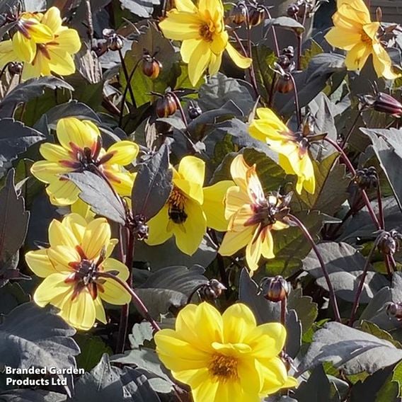 Dahlia hybrid 'Clarion'