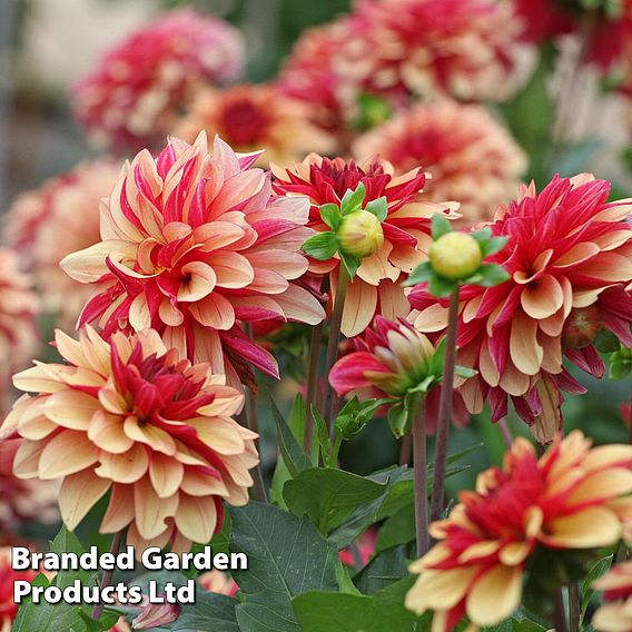 Dahlia 'Crème de Cognac'