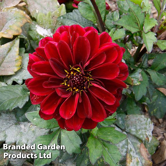 Dahlia 'Dalaya Yogi'